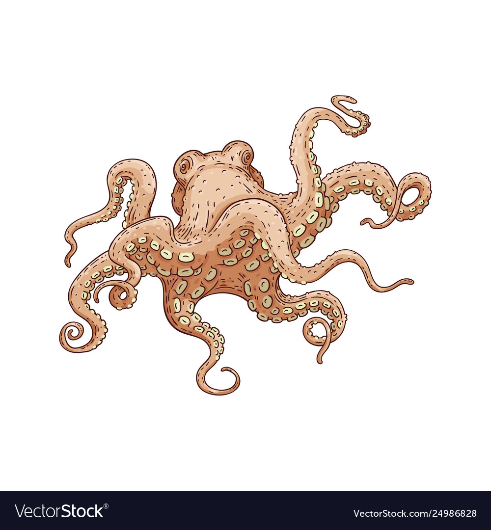 Hand drawn designed octopus beige sea element Vector Image