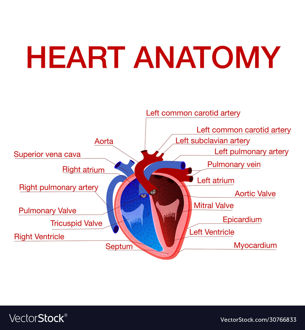 Anatomy human heart with text captions pointing