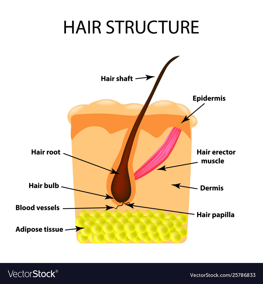 Structure hair infographics