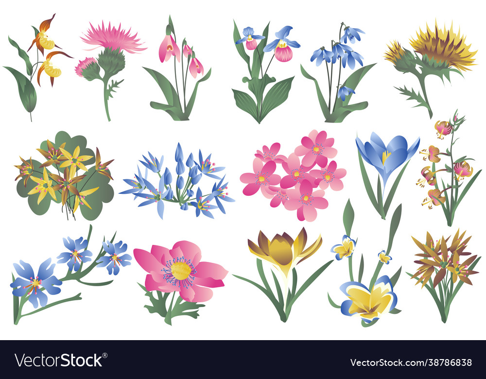 Flowering wildflowers and blooming flowers Vector Image