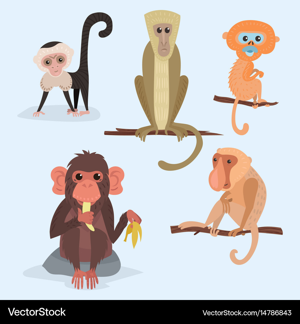 Monkey Wildlife Set Royalty Free Vector Image - VectorStock