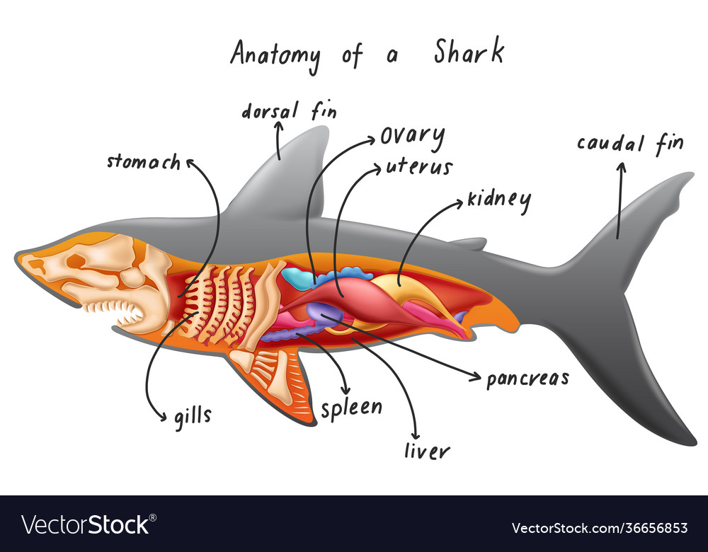 Anatomy a shark Royalty Free Vector Image - VectorStock