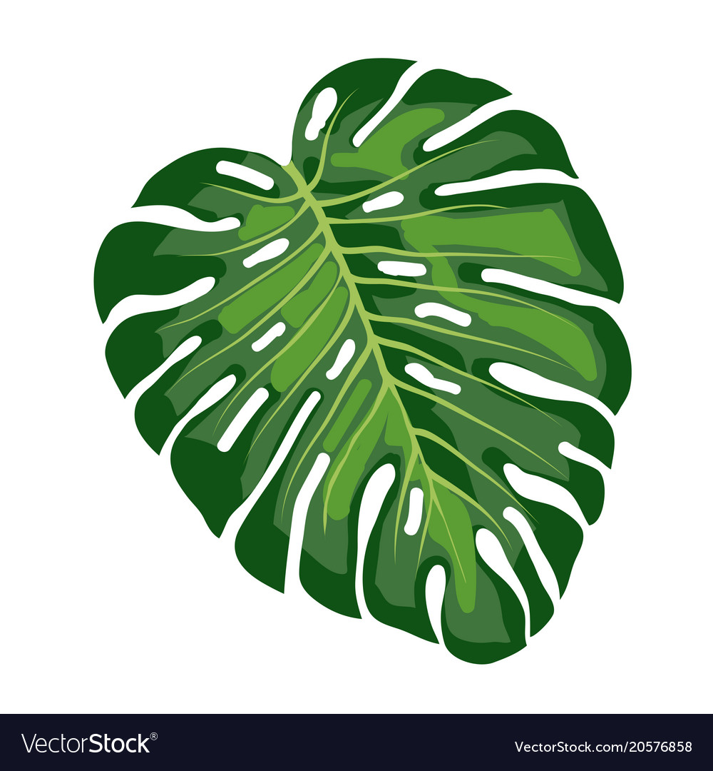 Leaf tropical monstera Royalty Free Vector Image