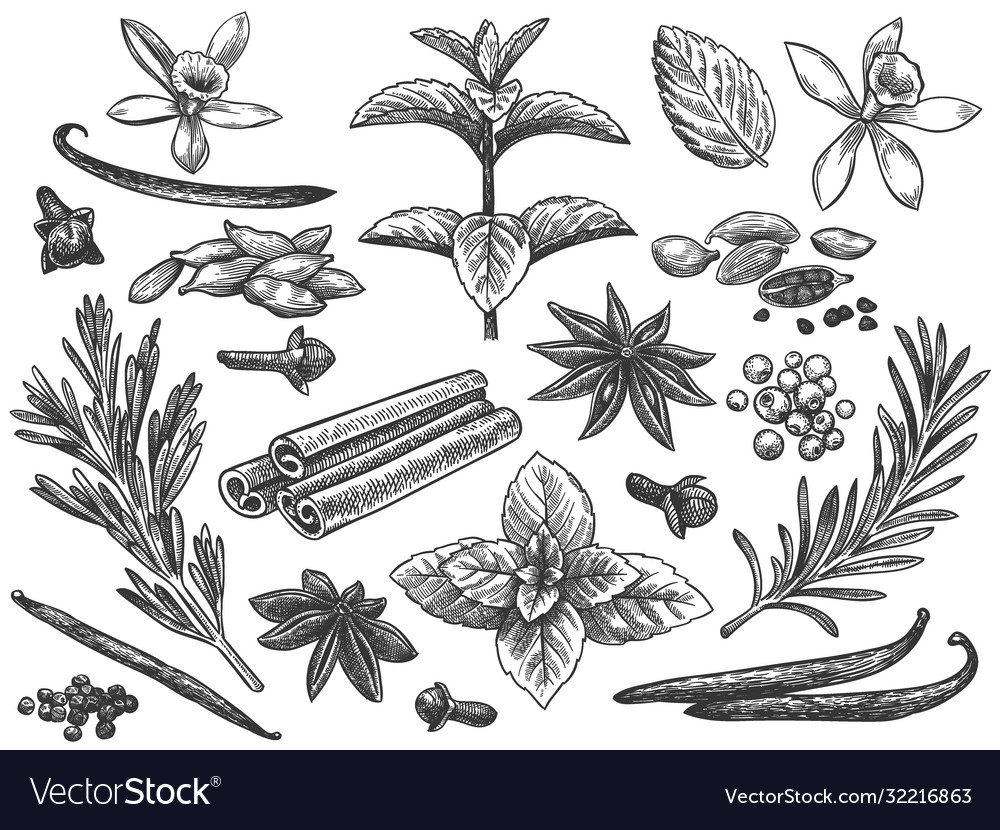 Engraved Spices Cardamom Vanilla Flower And Pod Vector Image