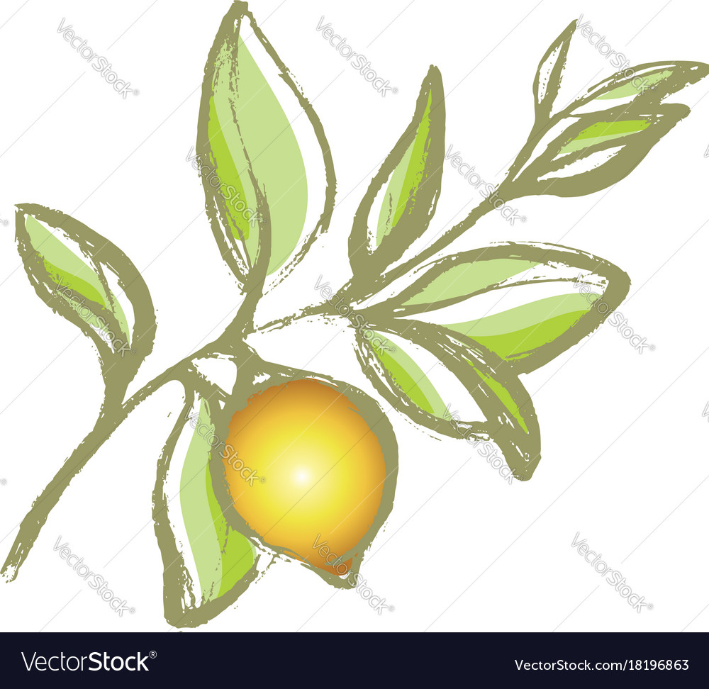 Lemon Branch Sketch