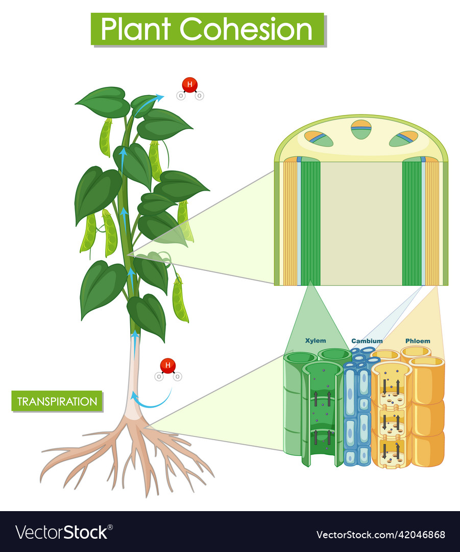 Diagram showing plant cohesion Royalty Free Vector Image