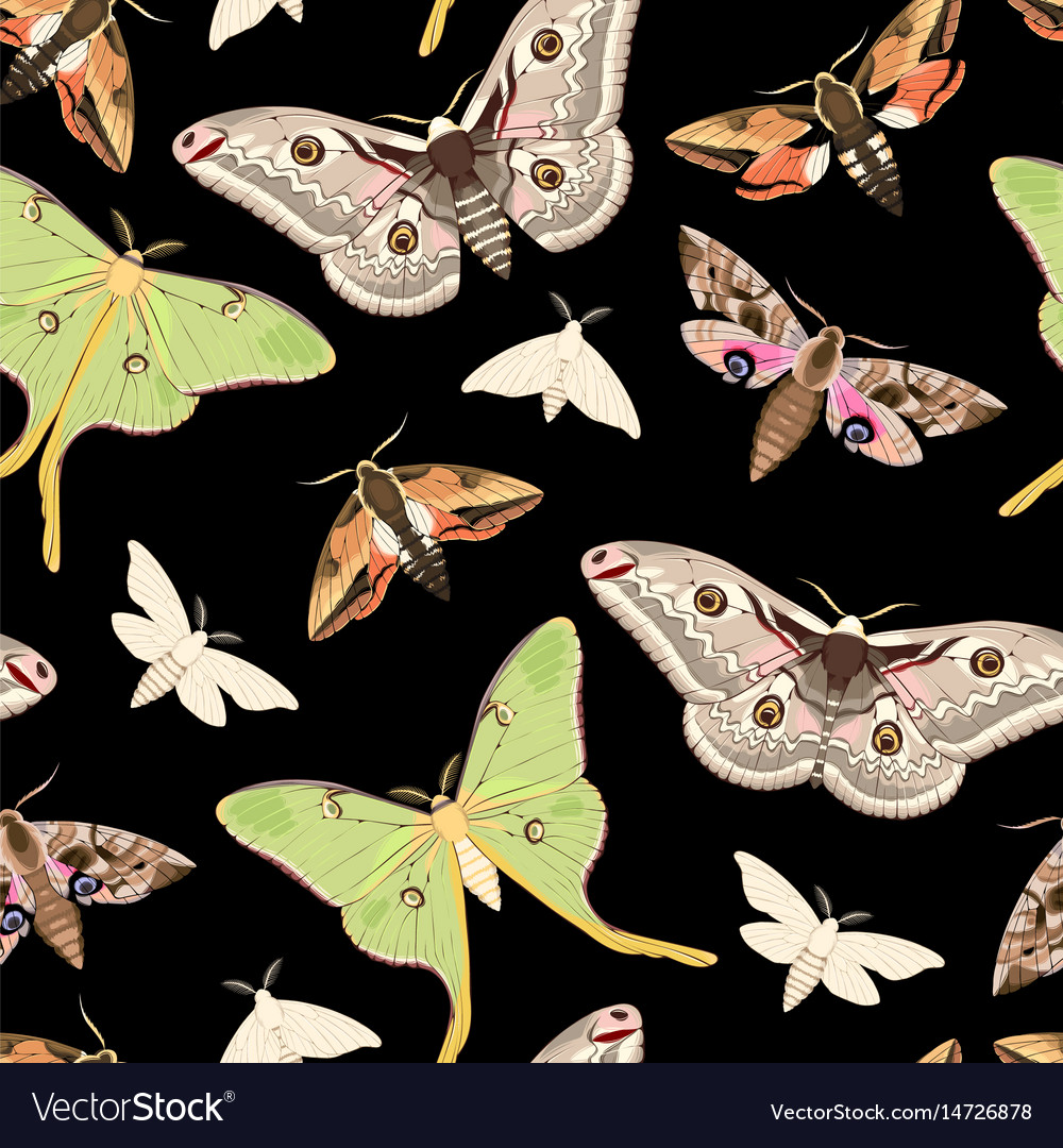 Flying Moths Seamless Royalty Free Vector Image 2113