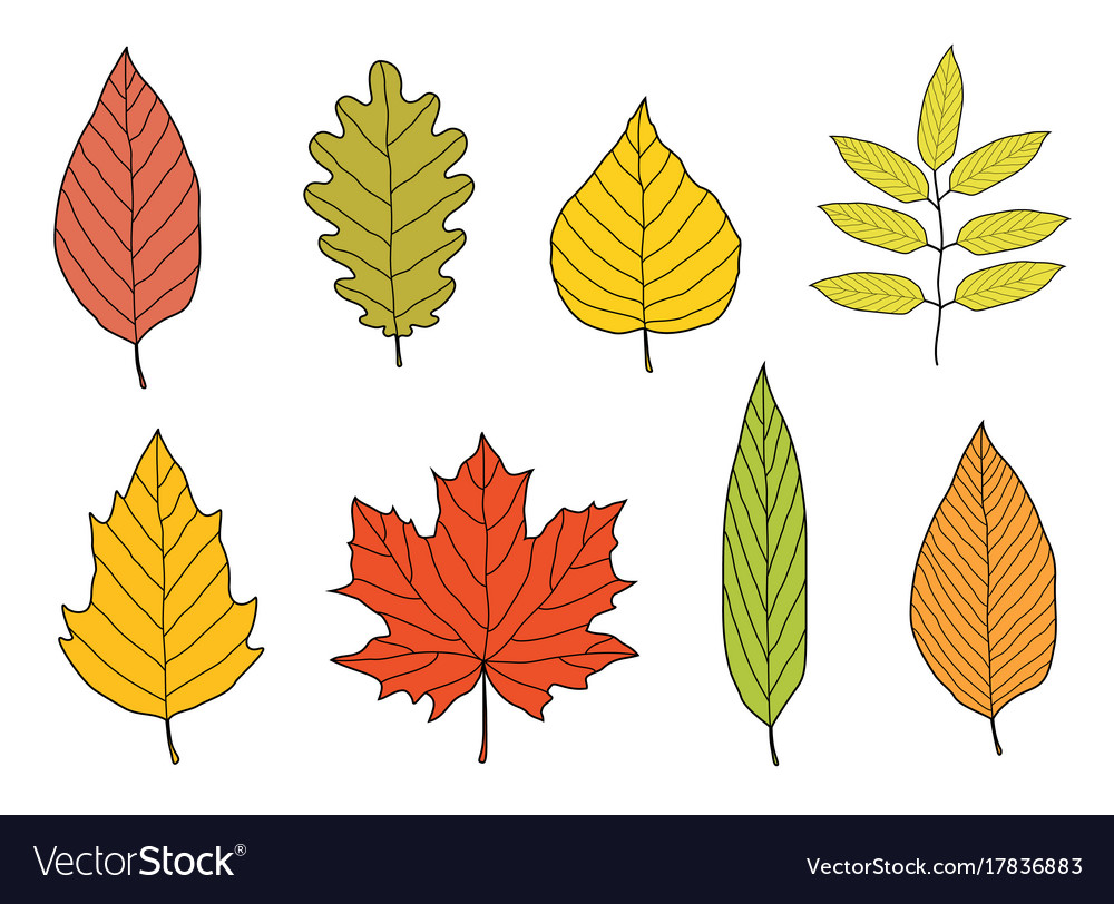 Hand Drawn Colorful Autumn Leaves Set Royalty Free Vector