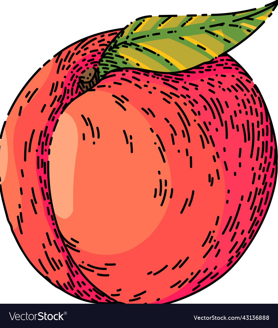 Fruit peach sketch hand drawn