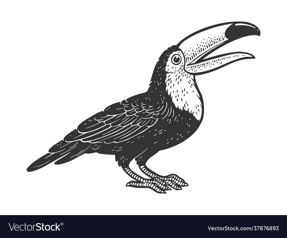 Toucan bird line art sketch