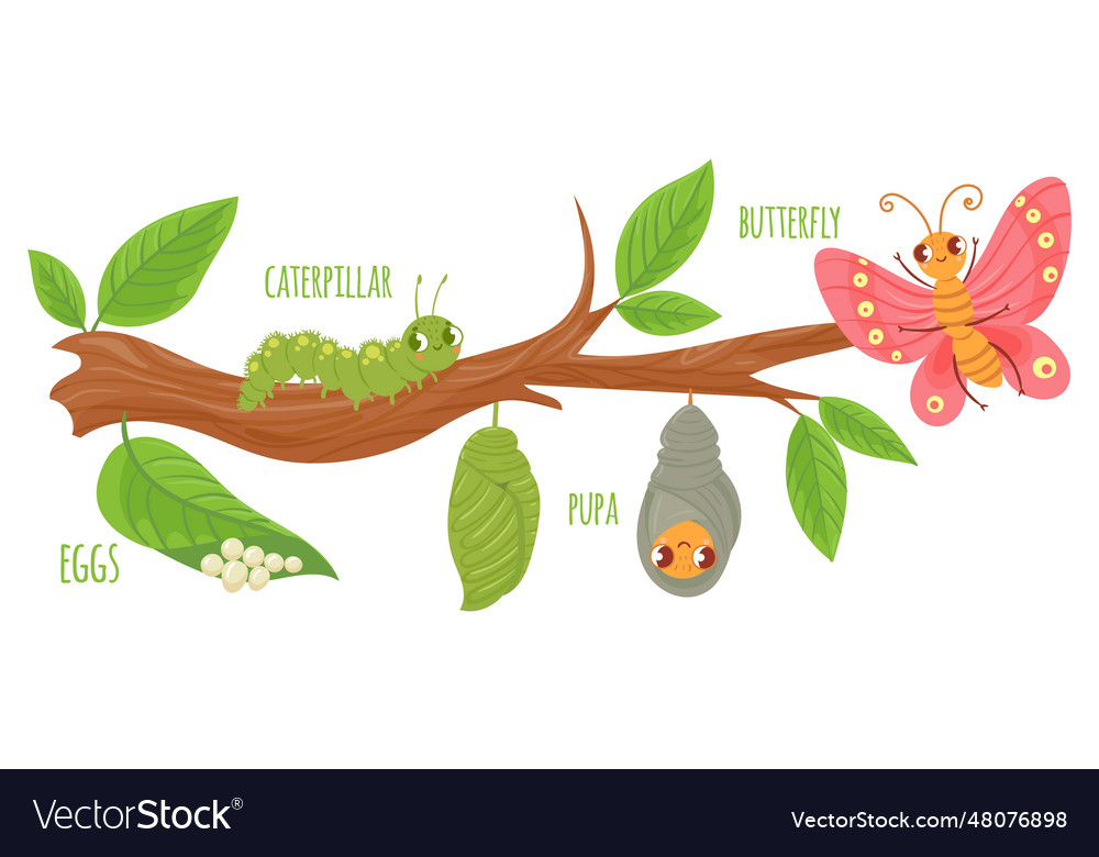 Cartoon butterfly life cycle caterpillar Vector Image