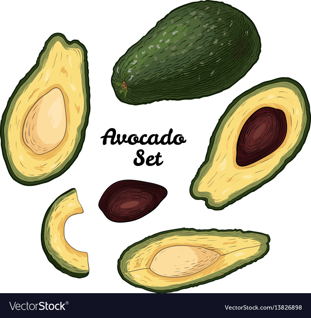 Hand drawn engraved colorful avocado set isolated vector image Hand drawn engraved colorful avocado set isolated