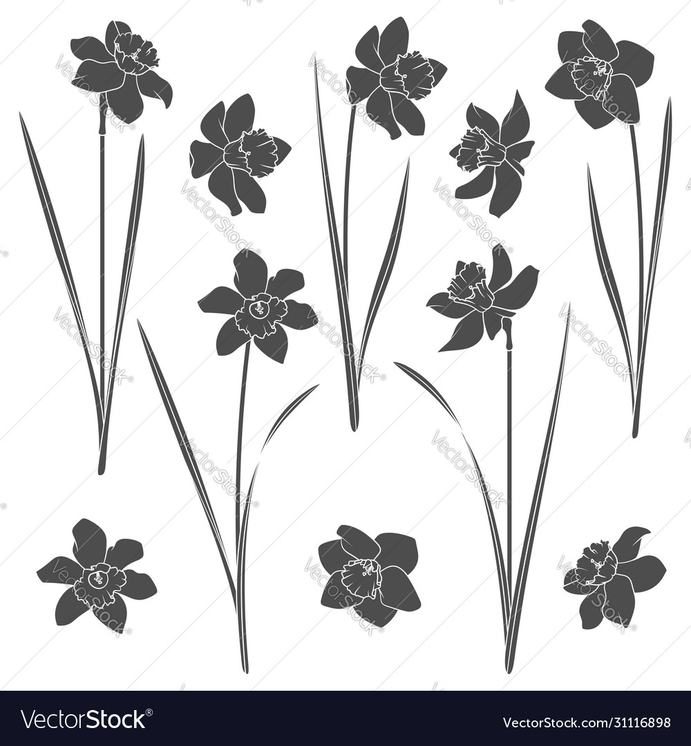 Set with a narcissus Royalty Free Vector Image