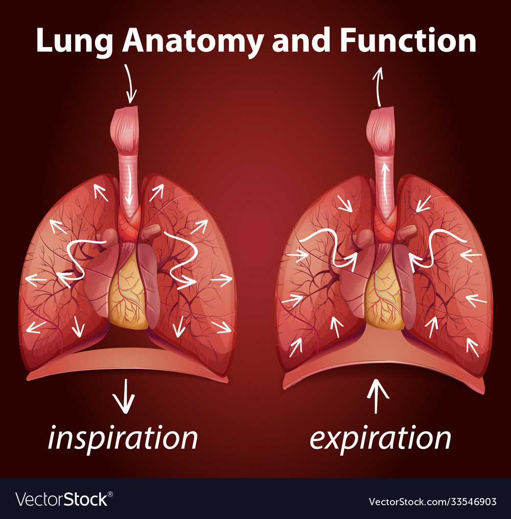 Lung anatomy and functions for education Vector Image