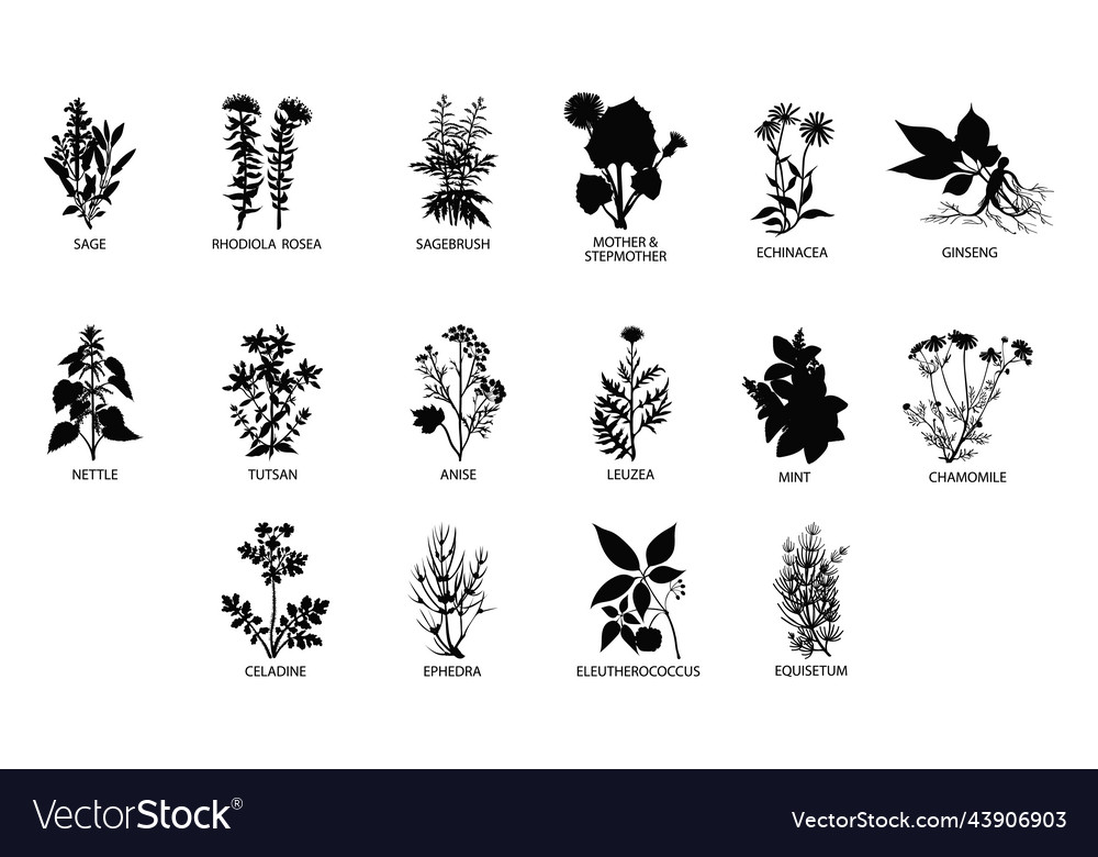 Medicinal herbs set silhouettes