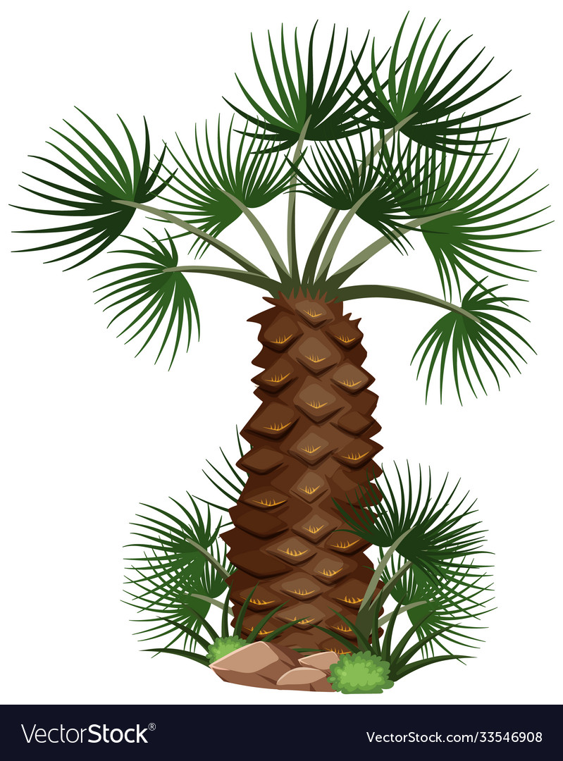 Palm trees with nature elements on white vector image Palm trees with nature elements on white