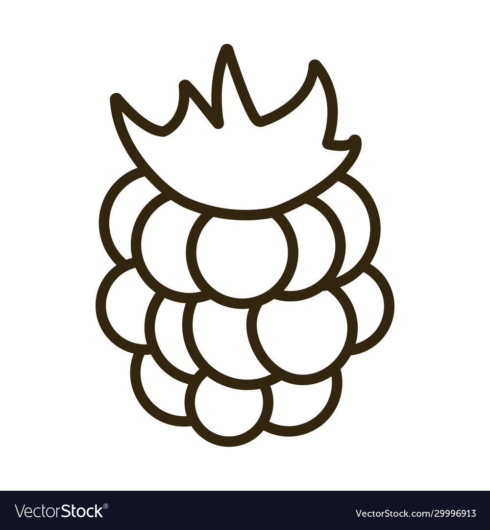 Grape on white background line style icon Vector Image Grape on white background line style icon