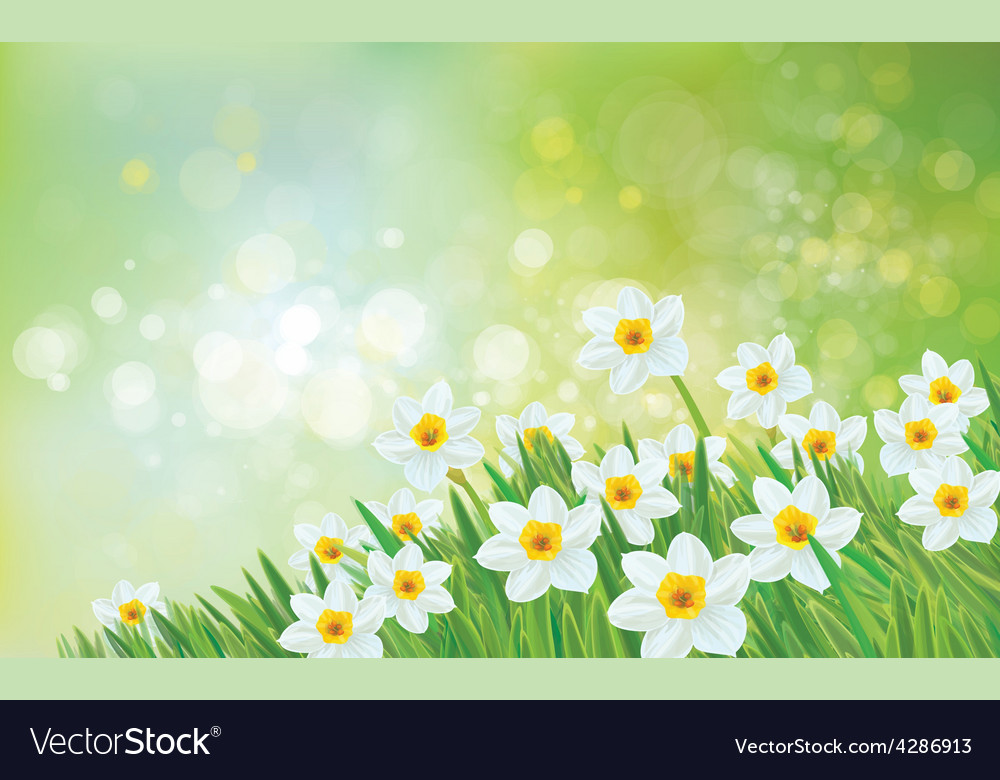 Spring Daffodils in Bloom