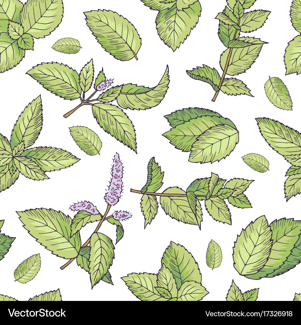 Green leafs fresh mint seamless pattern Royalty Free Vector