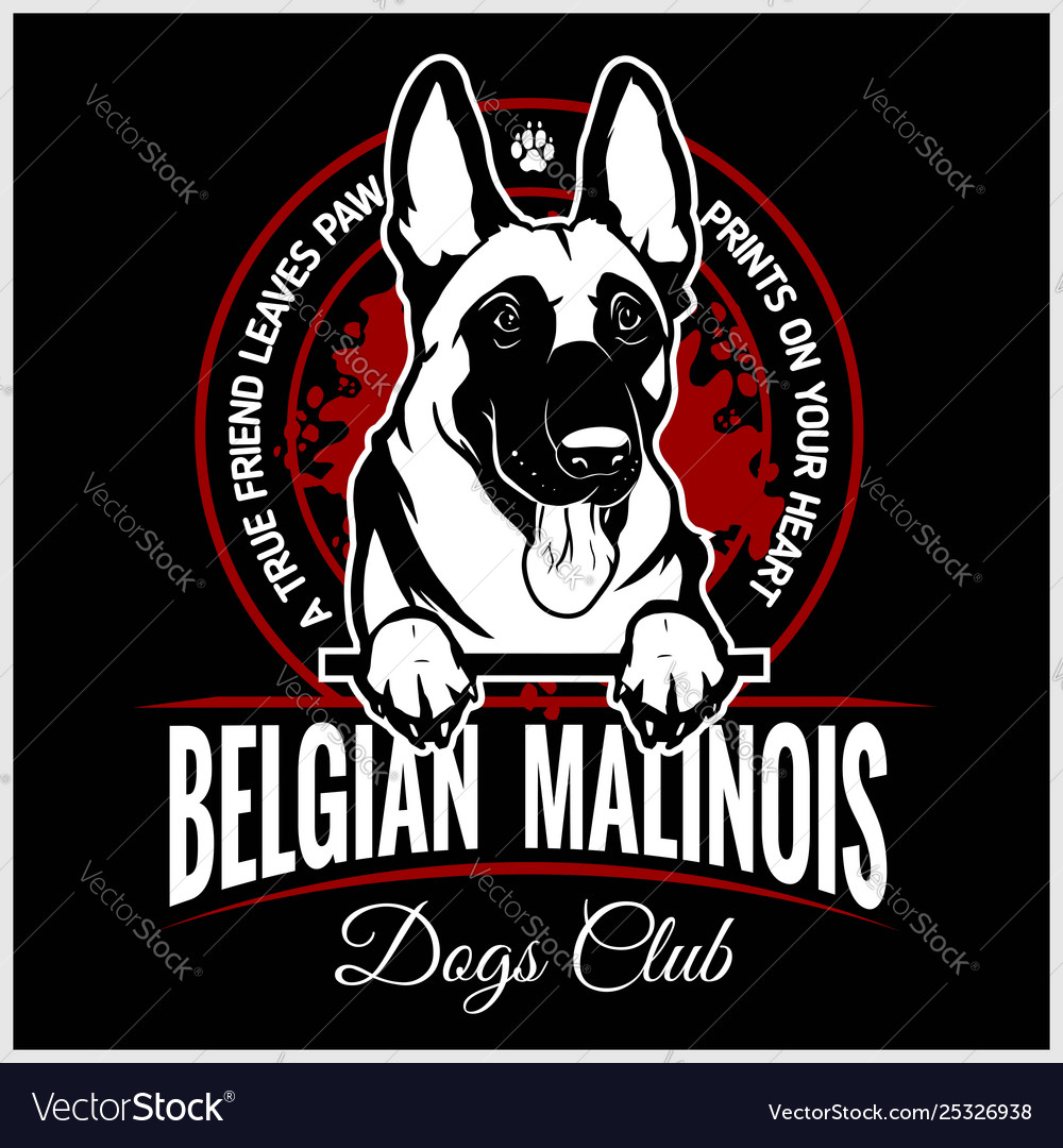 Malinois belgian malinois belgian shepherd dog Vector Image