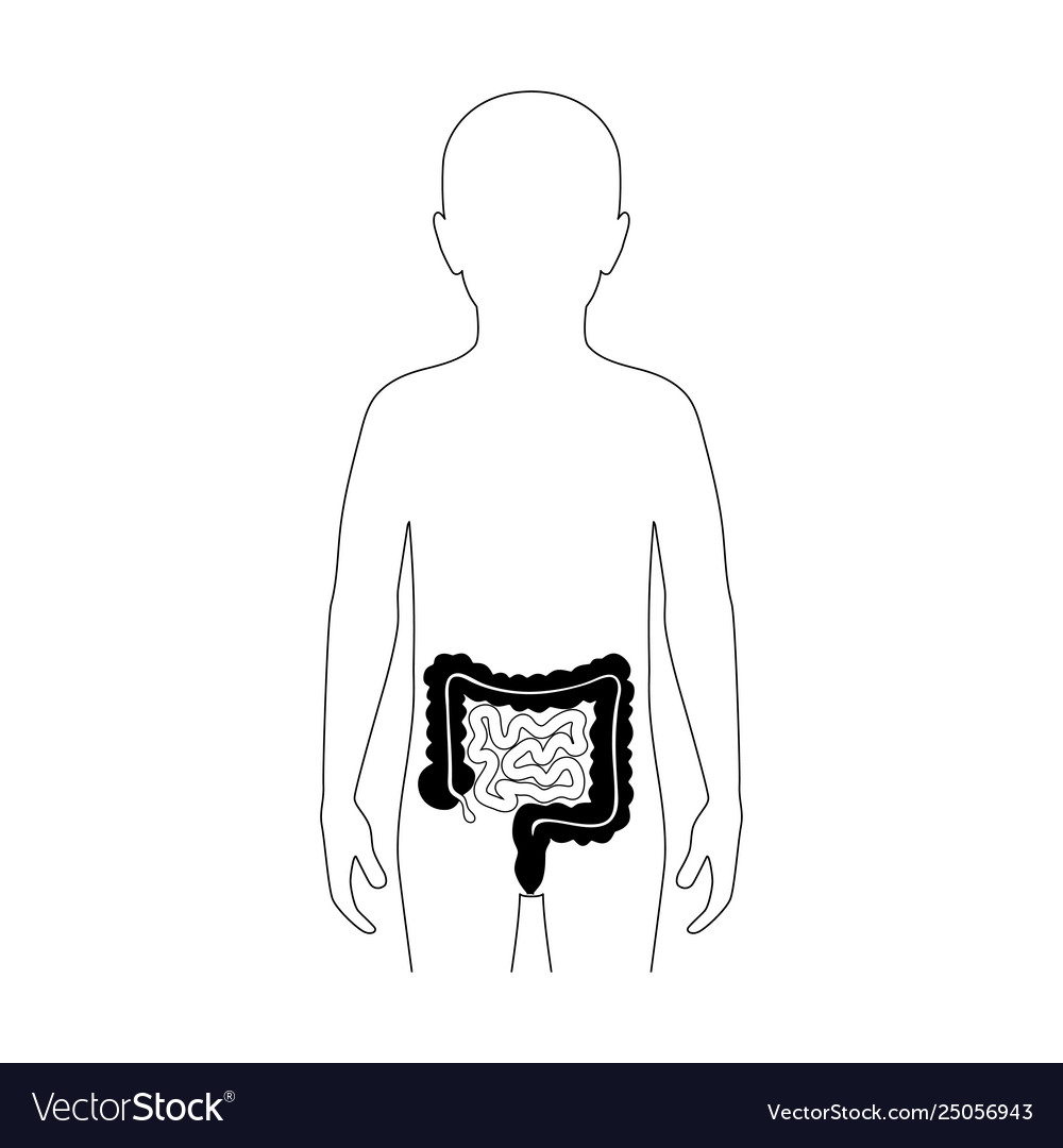 Large and small intestine