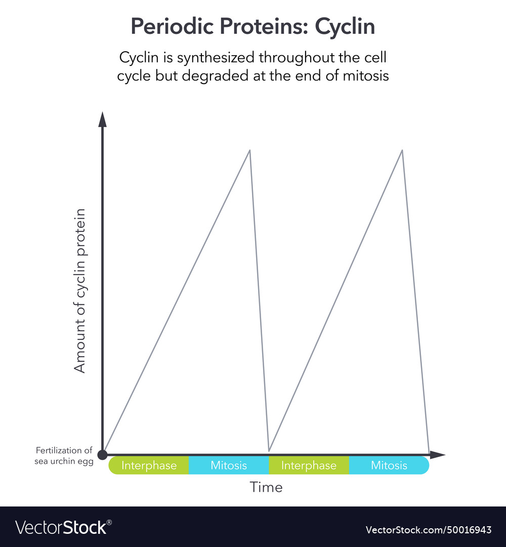 Periodic protein cyclin science infographic