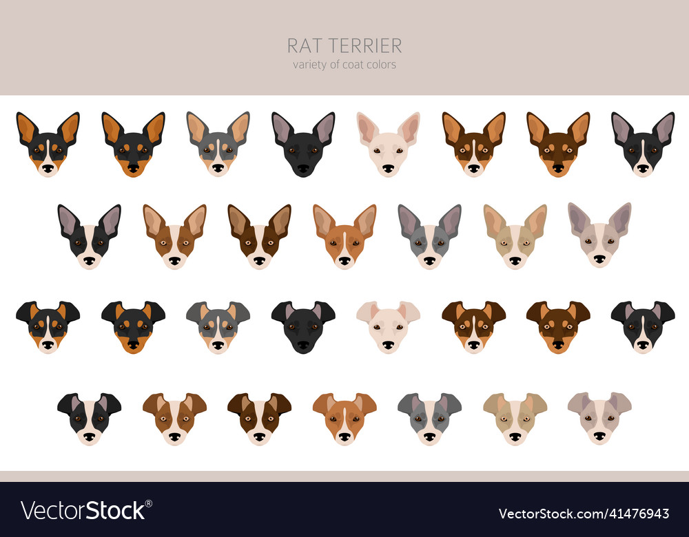 Rat Terrier Colors | vlr.eng.br