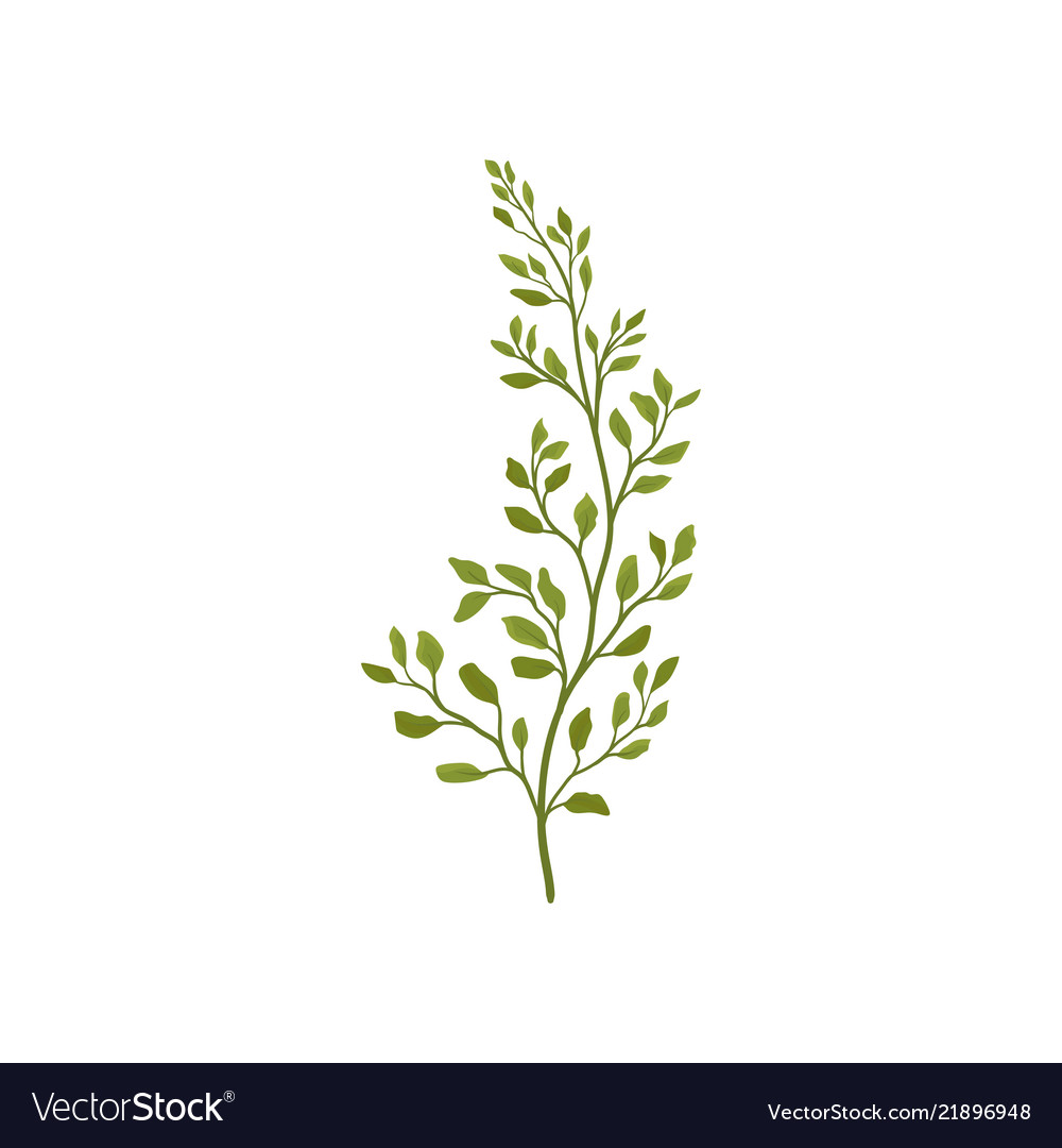 Elegant Fern Branch with Green Foliage