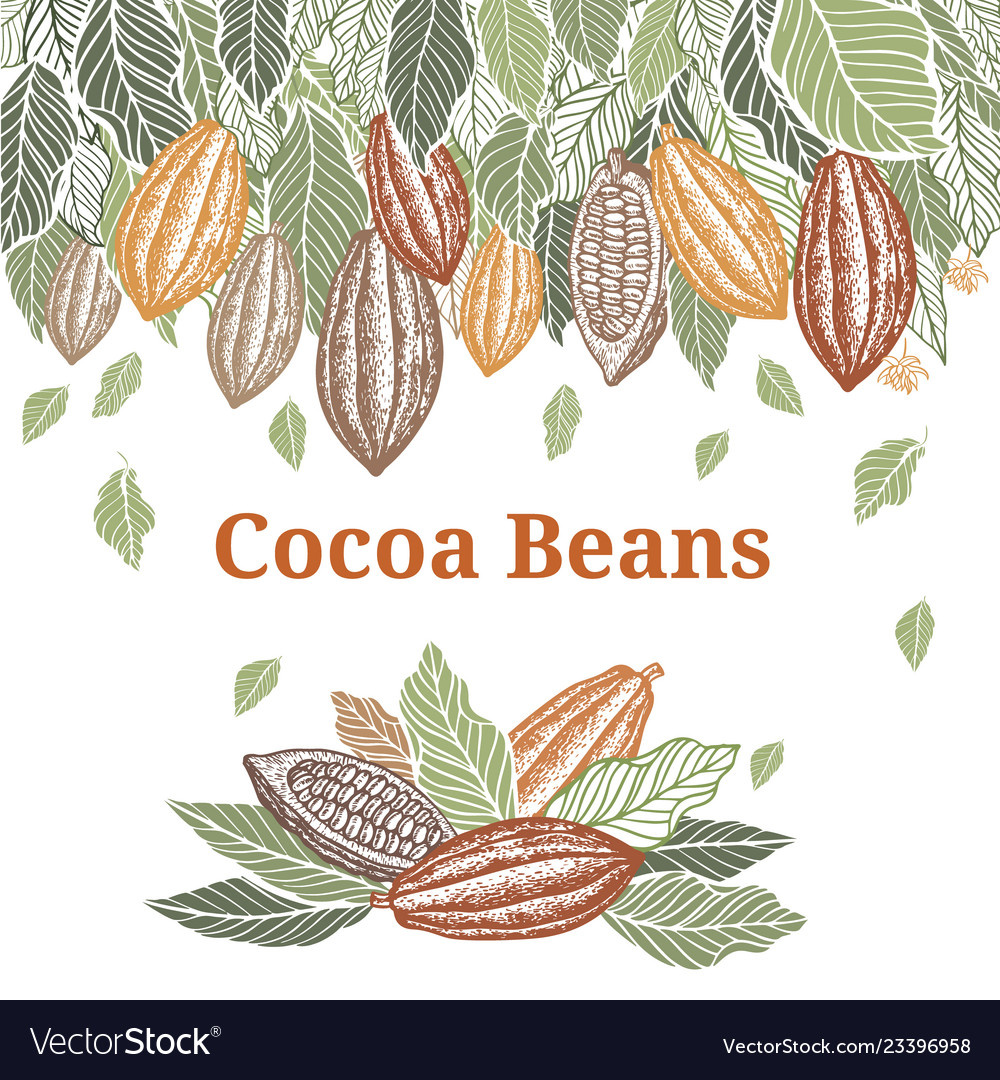 Cacao beans plant exotic plants