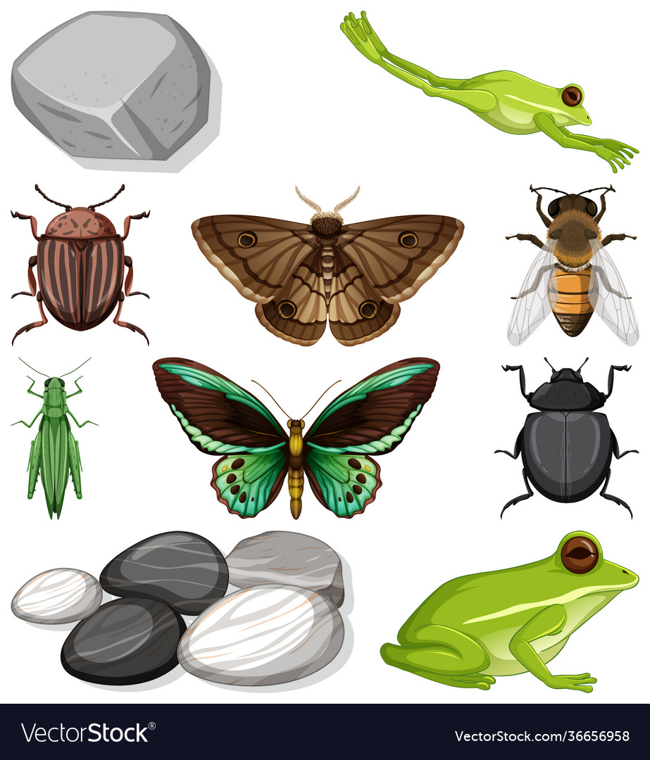 Different types insect with nature elements