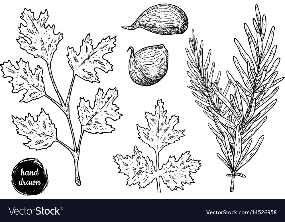 Hand drawn sketch style cilantro rosemary Vector Image