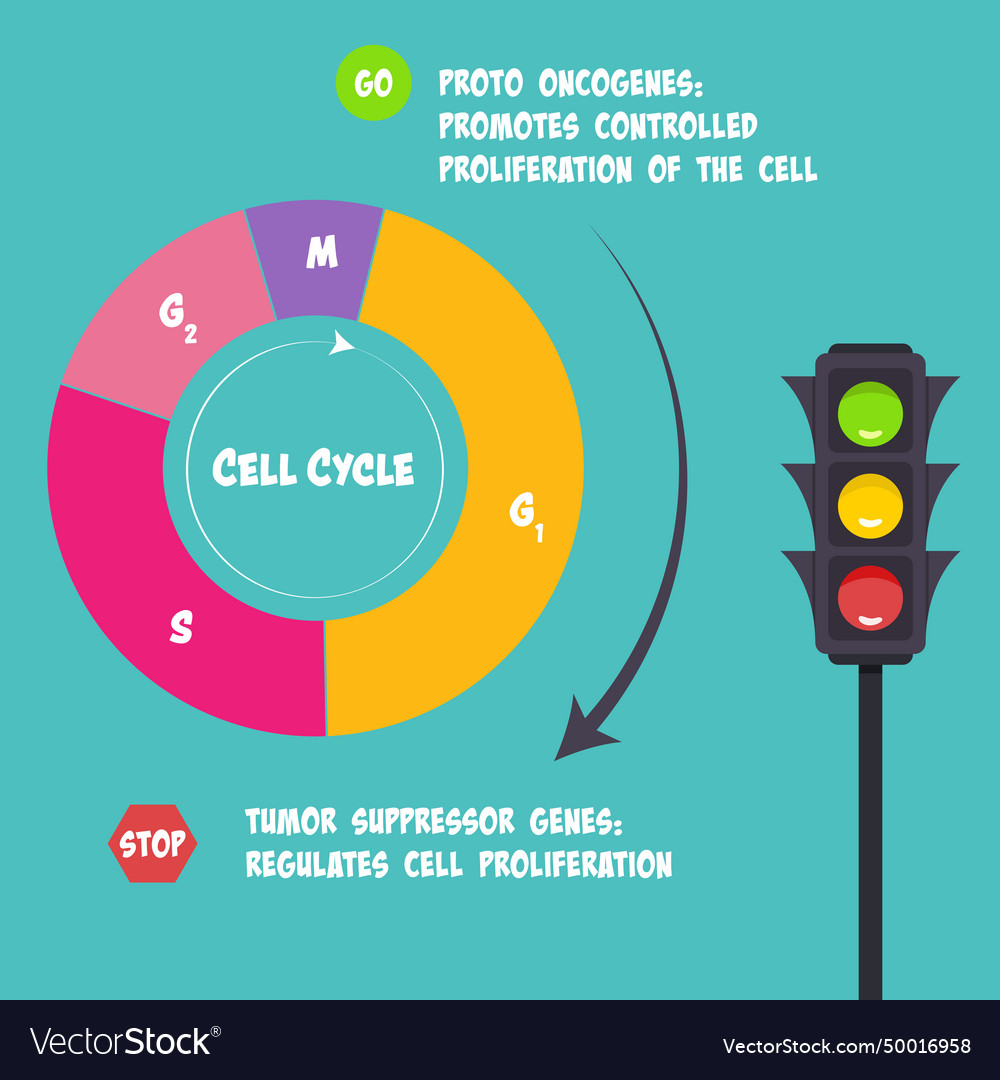 Proto oncogenes and tumor suppresor genes Vector Image