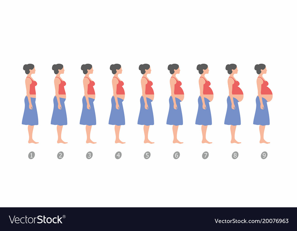 Stages of pregnancy Royalty Free Vector Image - VectorStock