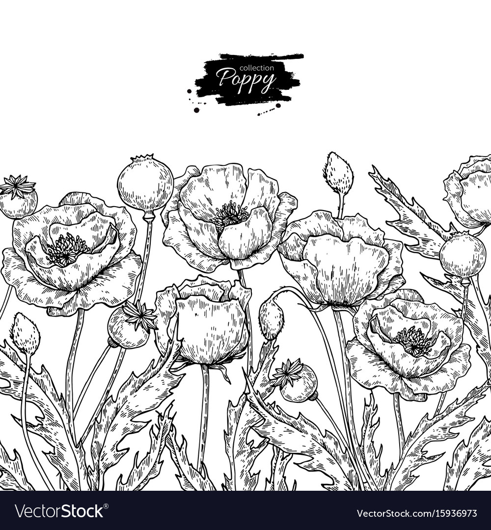 poppy flower drawing set isolated wild royalty free vector
