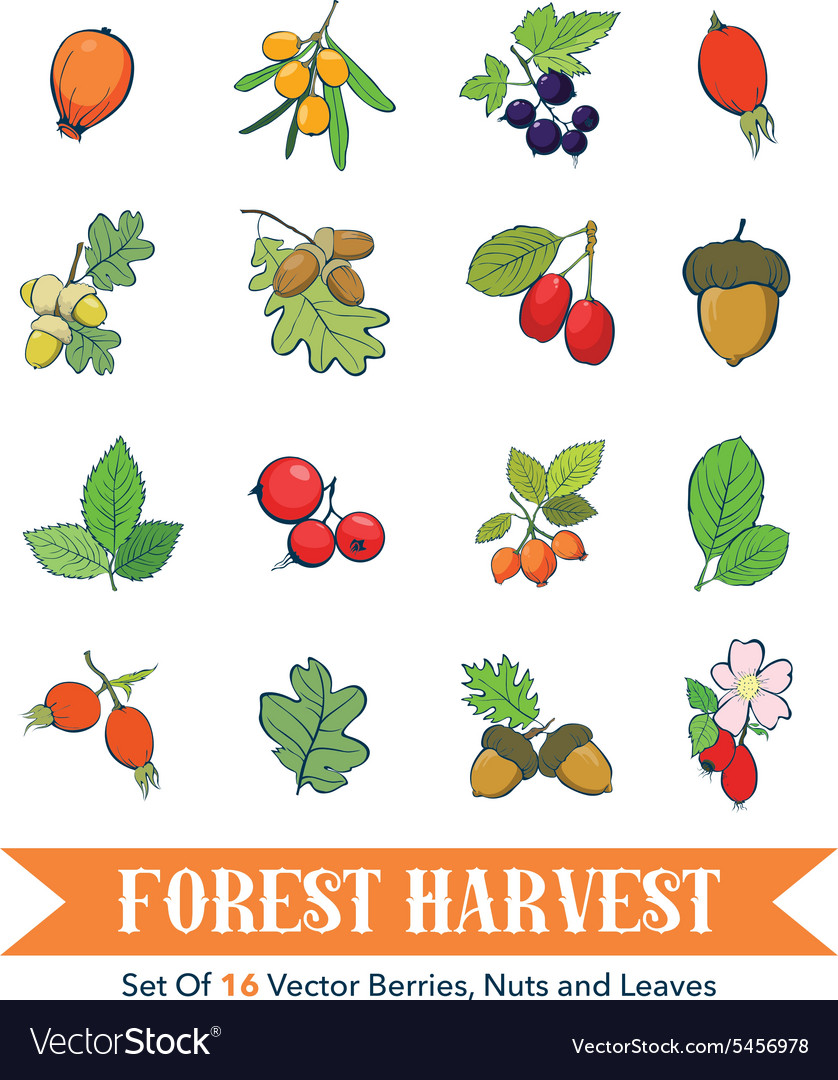 Berries nuts element set seamless pattern