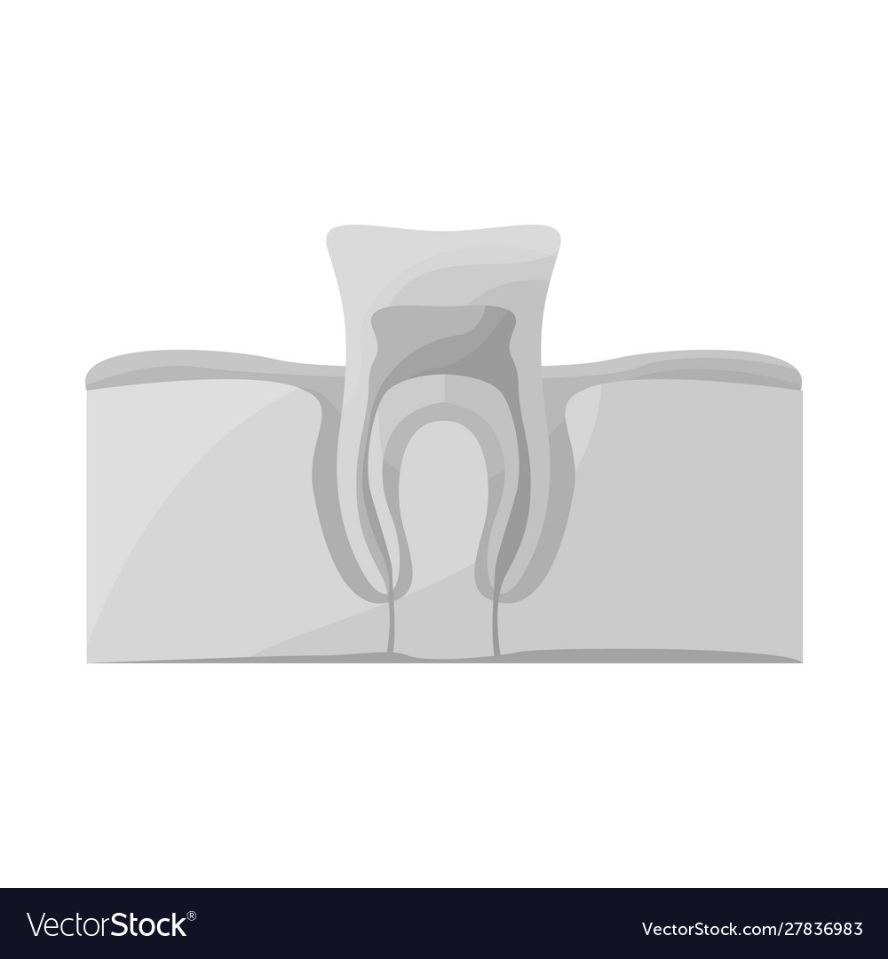 Design tooth and gingiva icon web