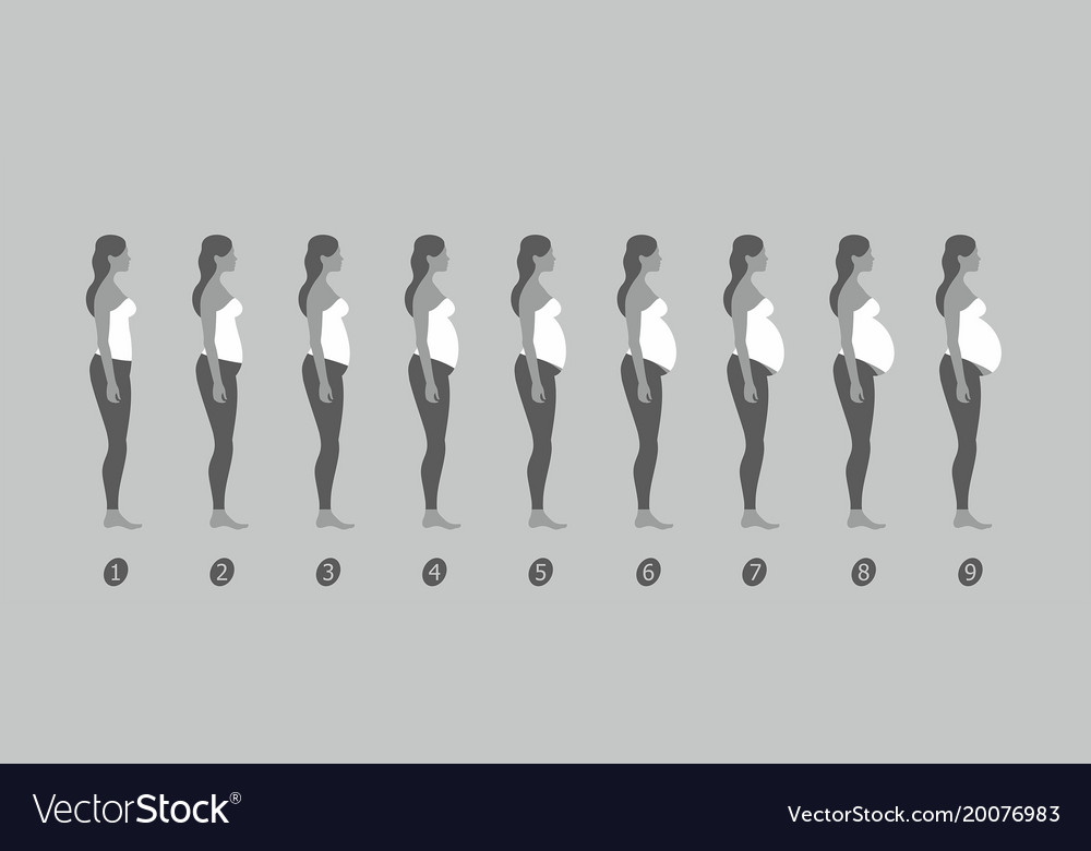 Stages of pregnancy Royalty Free Vector Image - VectorStock