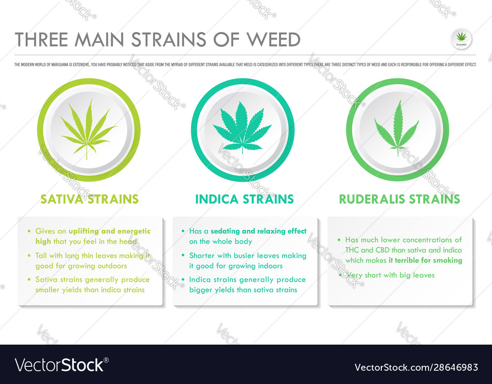 Three main strains weed horizontal business Vector Image