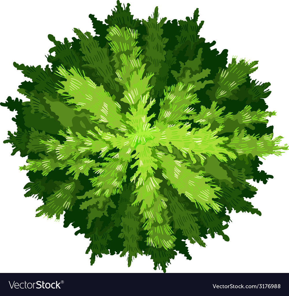 Pine Tree Top View