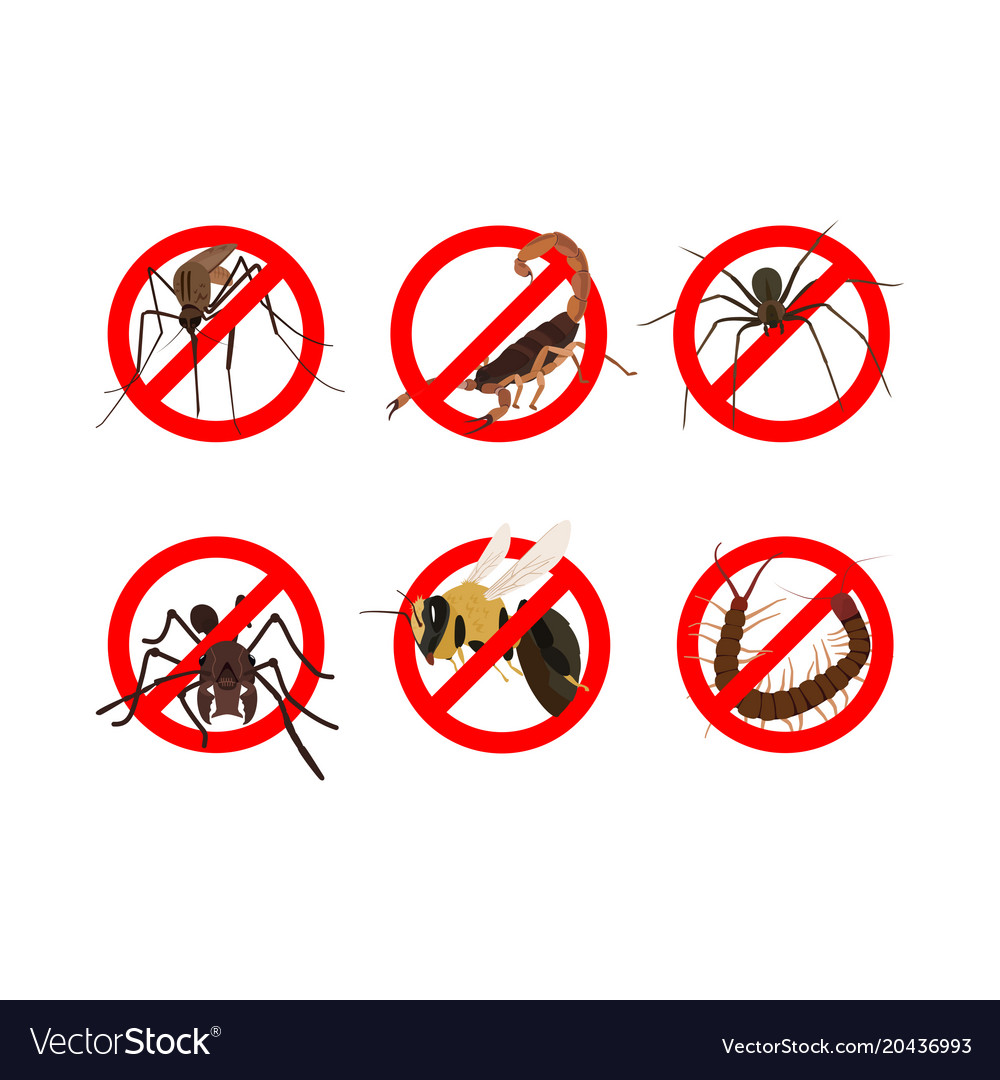6 dangerous insects