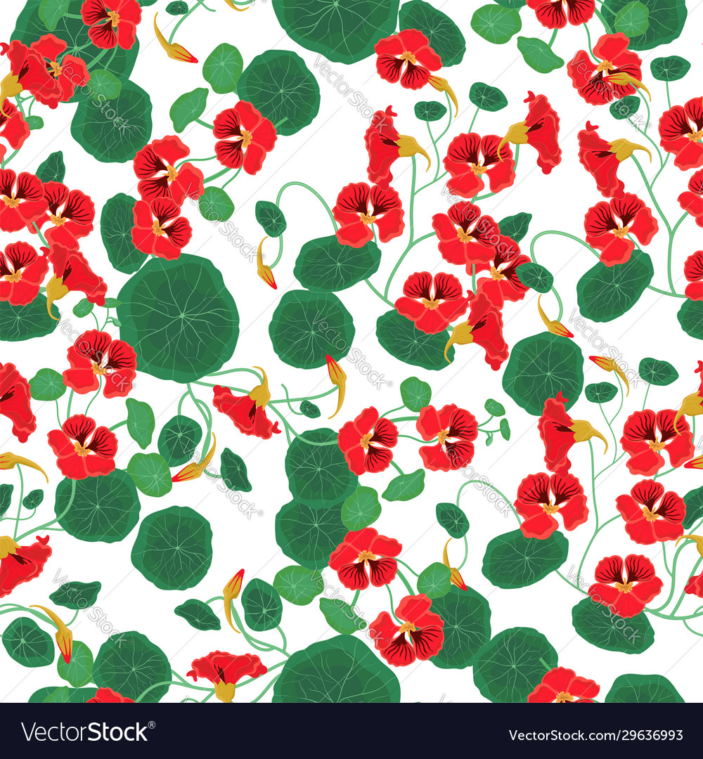 Seamless pattern with nasturtium isolate vector image Seamless pattern with nasturtium isolate