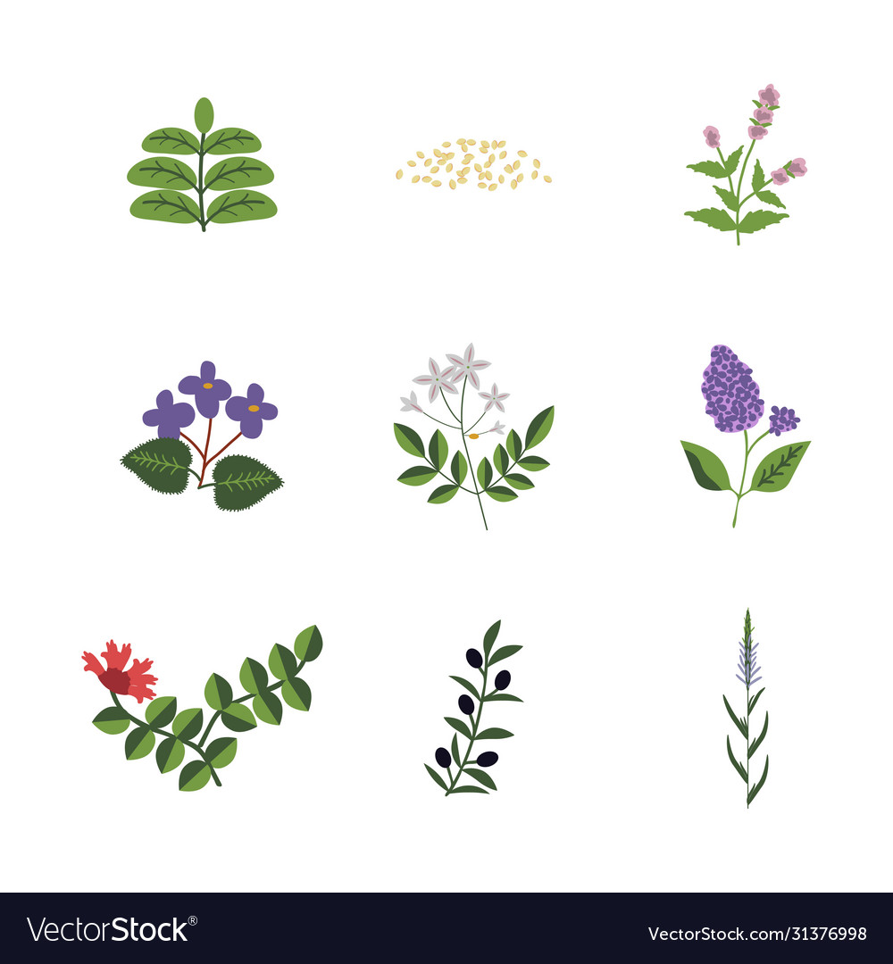 Lamiales plants set Royalty Free Vector Image - VectorStock