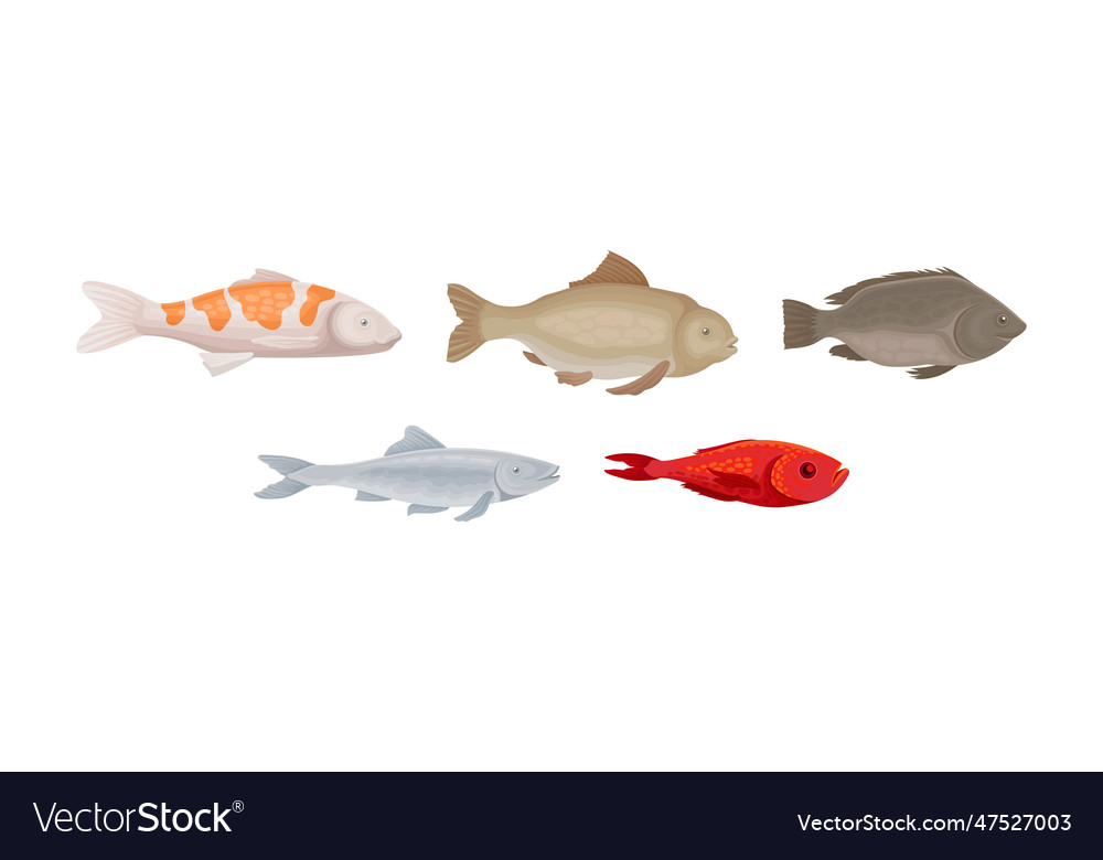 Fish as gill-bearing aquatic animal used Vector Image