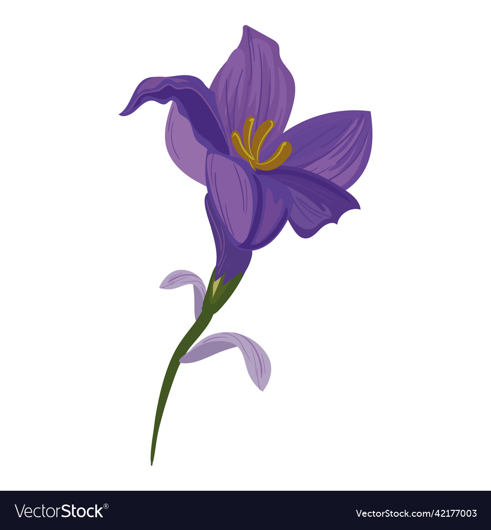 Purple lily design Royalty Free Vector Image - VectorStock