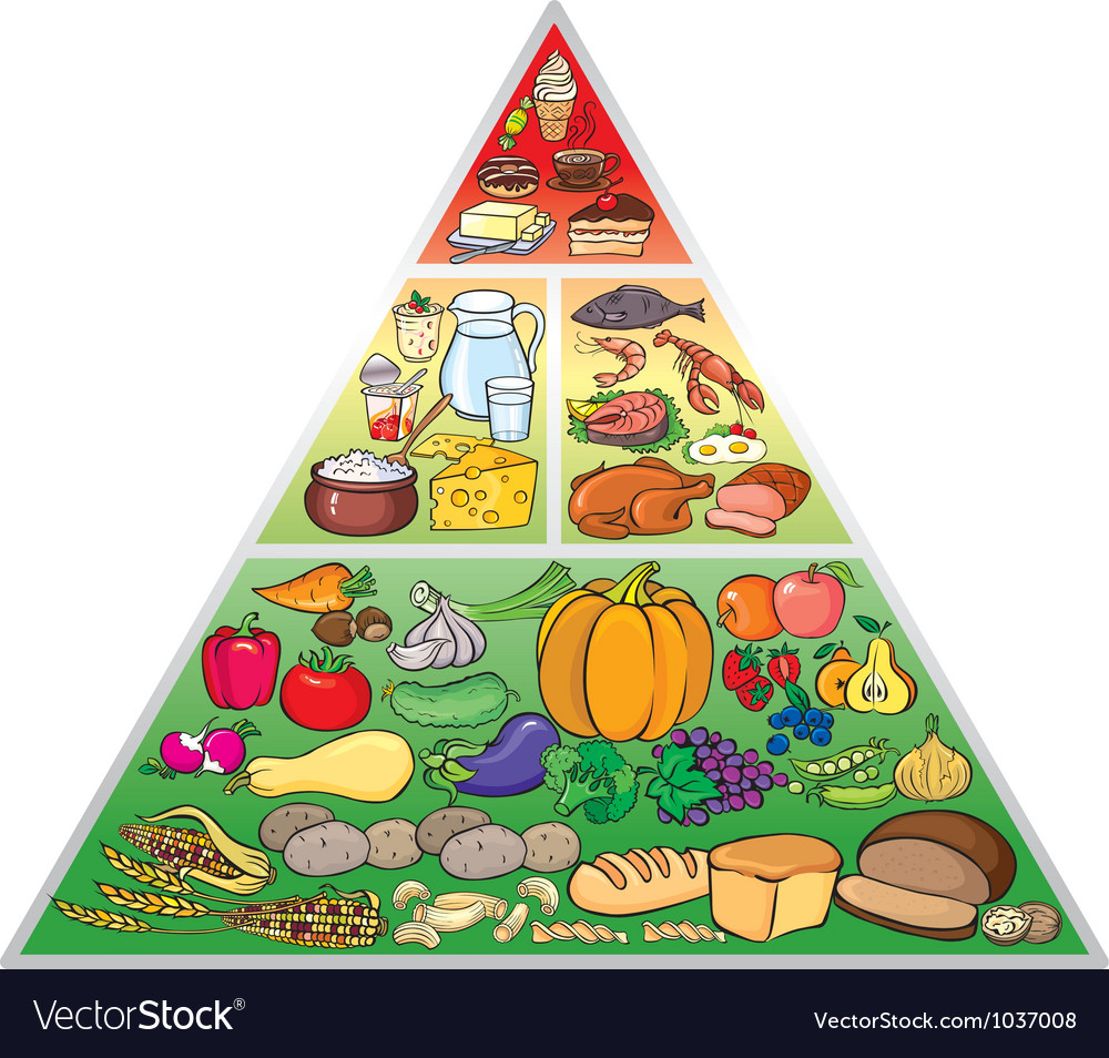 Food pyramid Royalty Free Vector Image - VectorStock