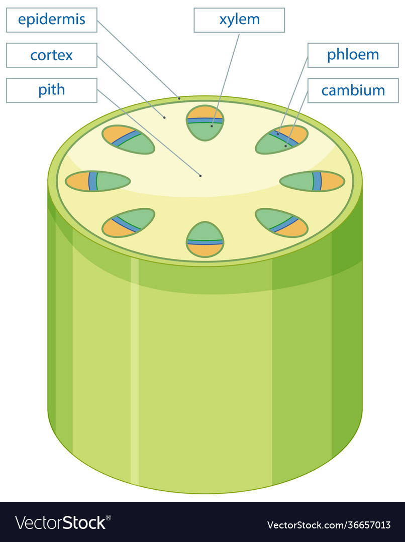 vascular plant diagram