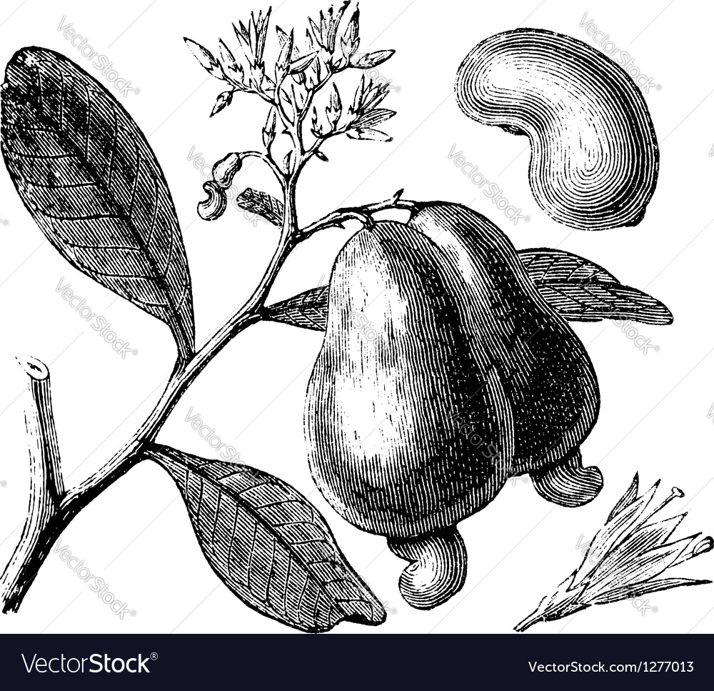 Occidental cashew engraving