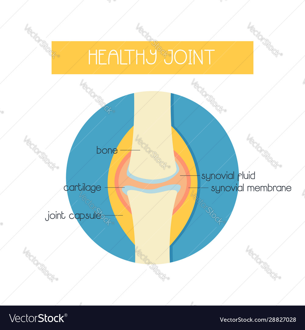 A healthy knee joint Royalty Free Vector Image