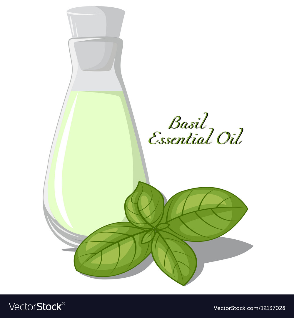 Basil essential oil