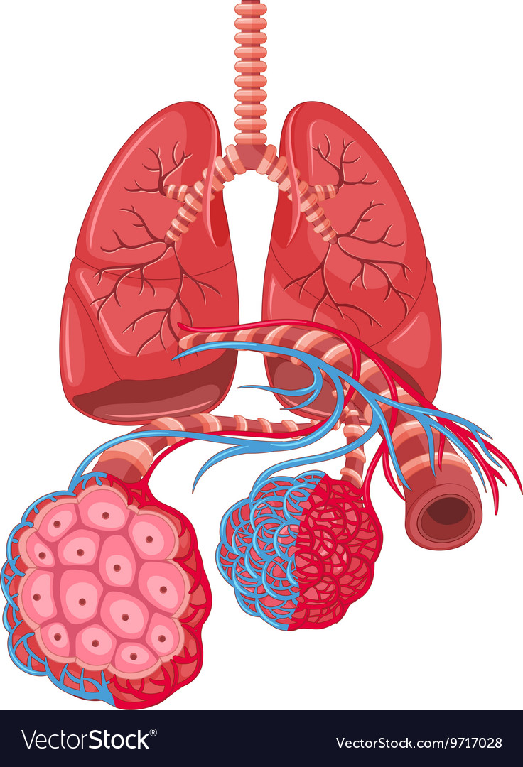 Nursing Pathophysiology Of Lung Cancer Diagram